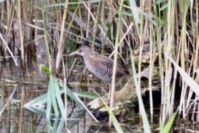 juvenile Water Rail from spring hide. Not great photo as it was getting dark.